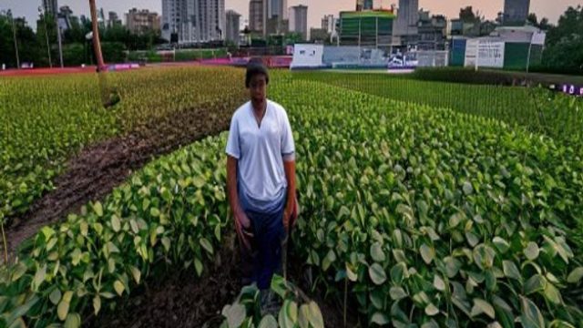 U.S. Soybean Farmers Target China's Market Amid Brazilian Competition