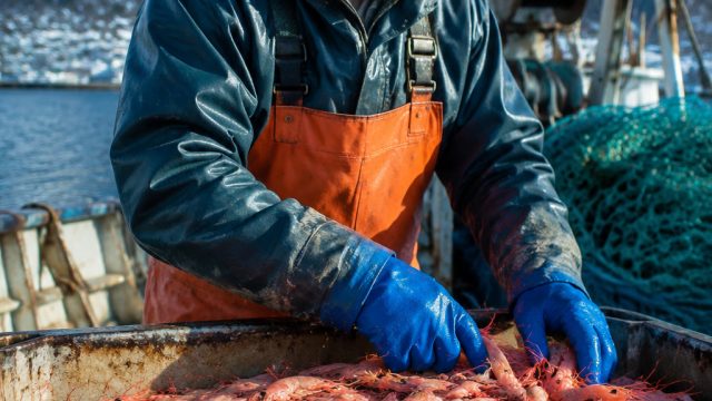 Revitalizing Coastal Economies: Northern Shrimp Fishery Set to Reopen | slots games, idn poker depos