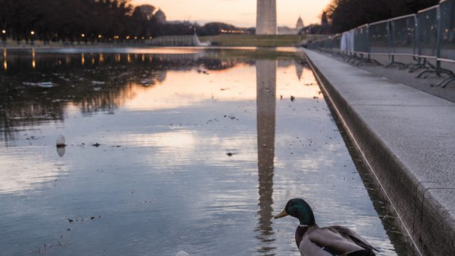 Reflecting Pool Controversy Deepens Amid Vandalism and Wildlife Concerns | everglow dun dun, game on