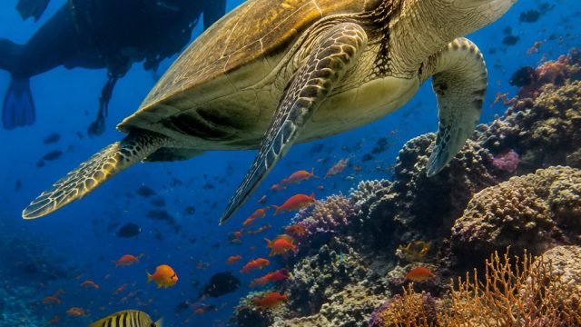 Discovering Marine Wonders: A Dive into Ocean Life | 8togel sgp, daftar slot dapat freebet 2020