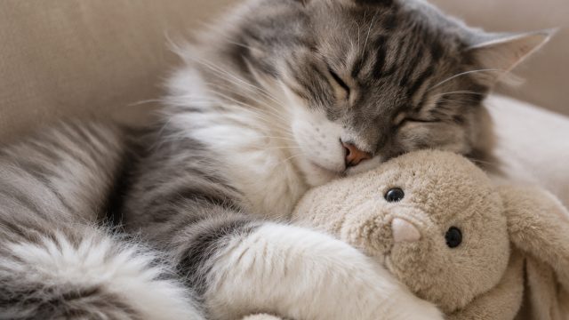 Discover the Heartwarming Bond Between Cats and Their Beloved Objects | mpo 300 slot, ayo dance, spo