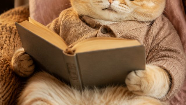 Unwind with Adorable Cat Memes for a Relaxing Afternoon Escape | livescore bet bonus code, super koi