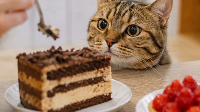 Why Cats Seem Obsessed with Your Desserts: The Sweet Mystery | server slot gacor, SLOT99BET, dewaqq