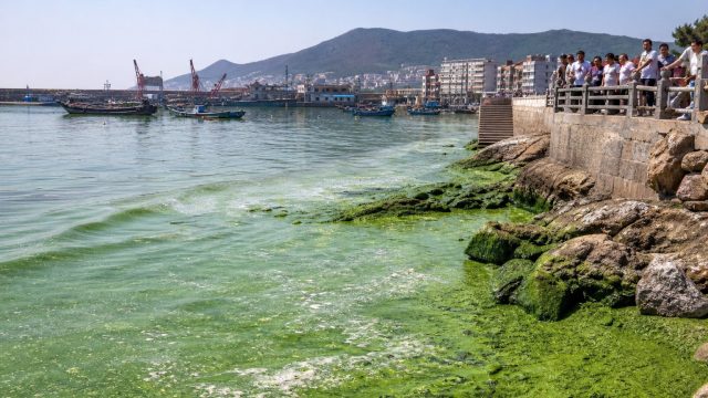 The Broader Implications of Algal Blooms: A Call to Action | casino online joker, kang toto slot4d